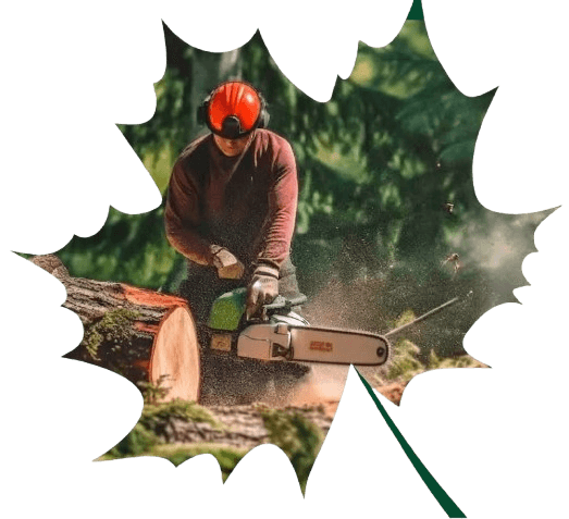 Everwood Tree Co. arborist safely trimming a tree with a chainsaw